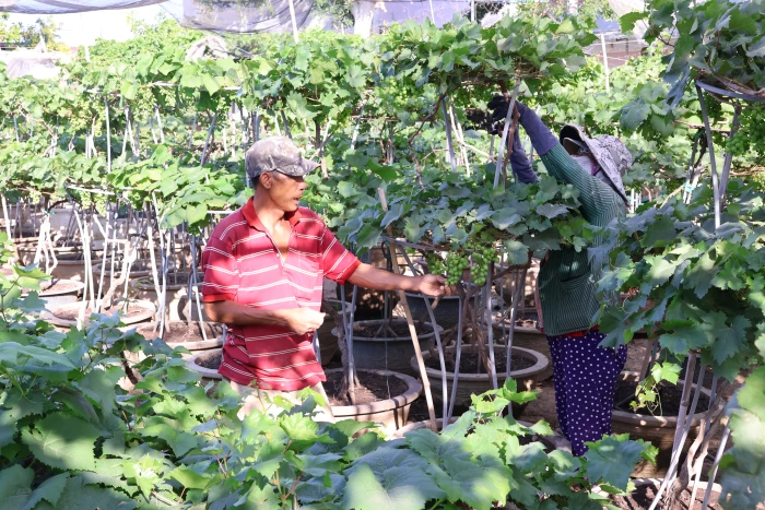 Nho kiểng vào vụ Tết