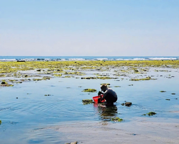 Bãi rong xã Phước Dinh vào mùa đẹp nhất