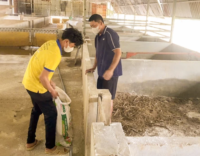 Dịch tả lợn châu Phi tại xã Phước Dinh: Tập trung khống chế không để dịch lây lan