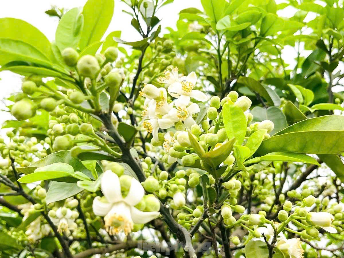 Hoa bưởi ngày xưa…