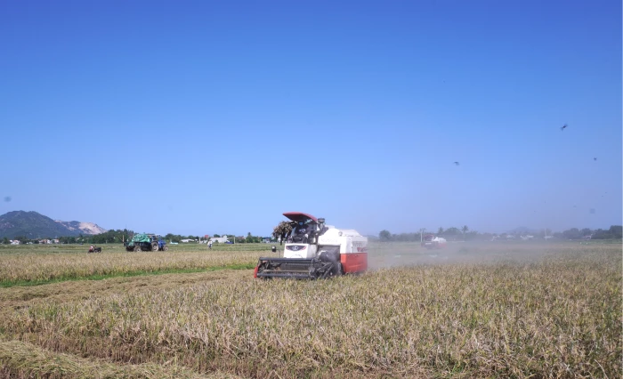 Vụ lúa đông xuân: Niềm vui chưa trọn