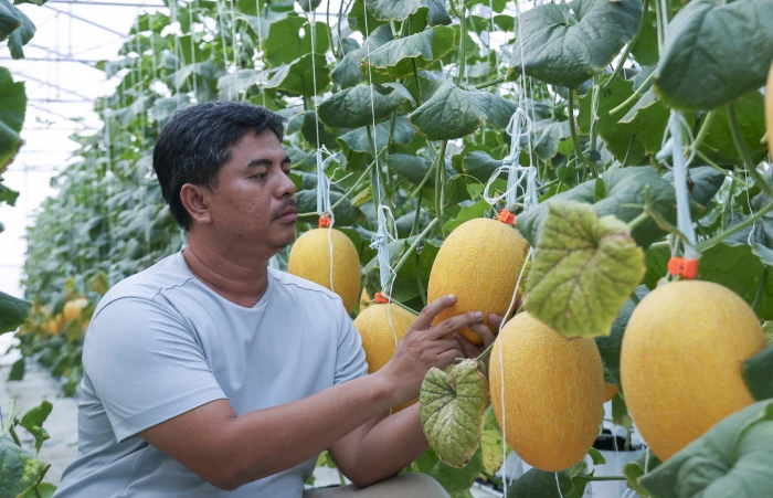 Nông nghiệp Khánh Hòa: Chuyển mình từ quy mô đến chất lượng