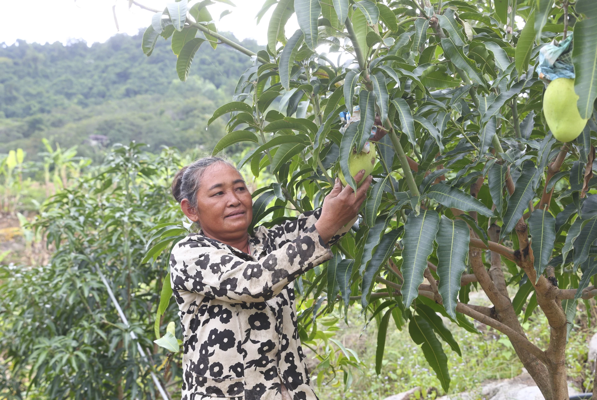 Xã Sơn Tân: Cú hích từ chuyển đổi cây trồng