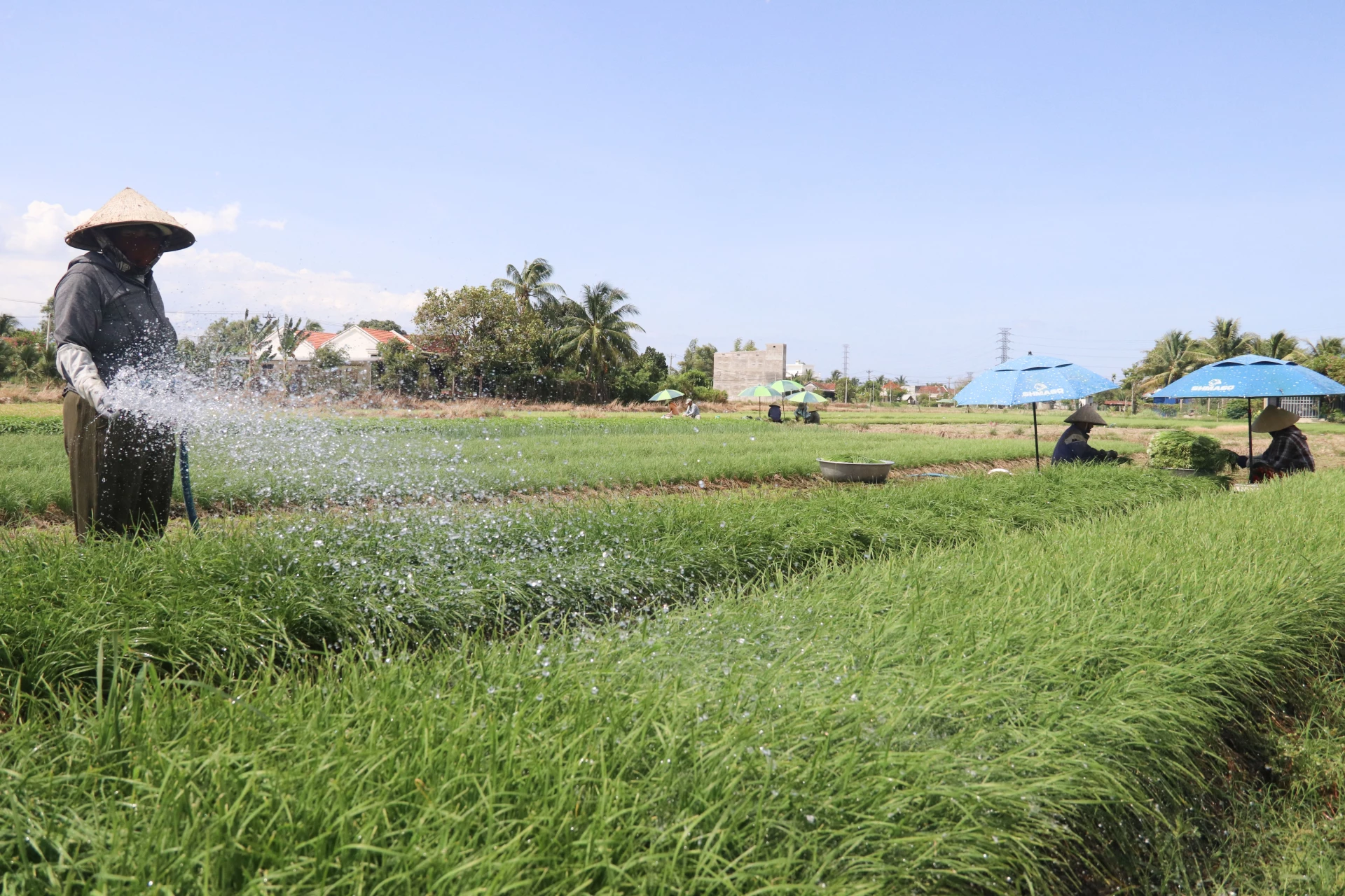 Xã Ninh Đông: Nhiều mô hình giúp phụ nữ phát triển kinh tế