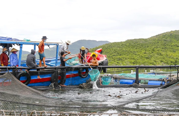 Tạo đột phá cho nuôi biển công nghệ cao