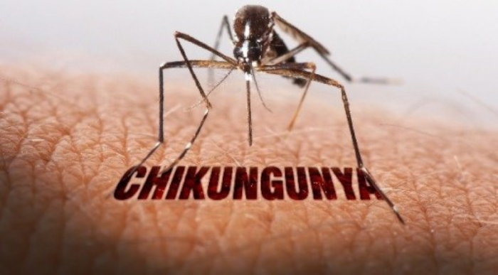 Đẩy mạnh phòng, chống bệnh Chikungunya