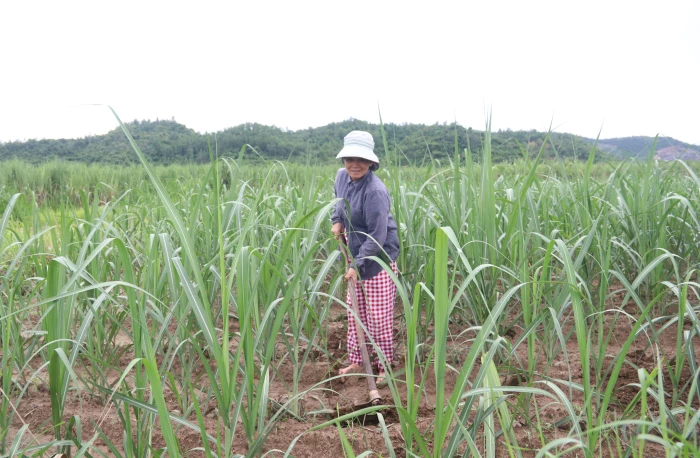 Làm giàu từ đồng ruộng quê hương