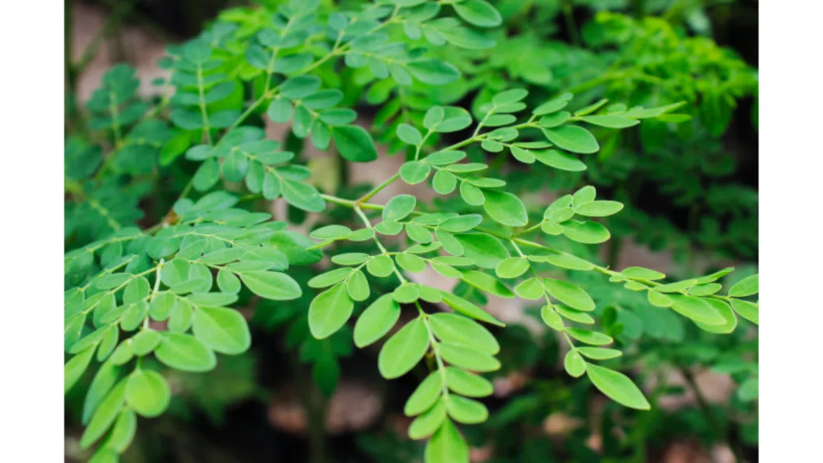 Tô canh của ký ức