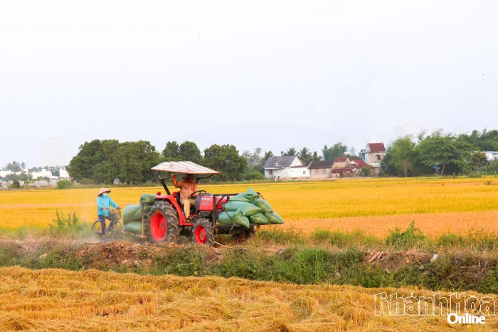 Năm 2026, toàn tỉnh sẽ chuyển đổi hơn 100ha lúa sang cây trồng khác hiệu quả hơn