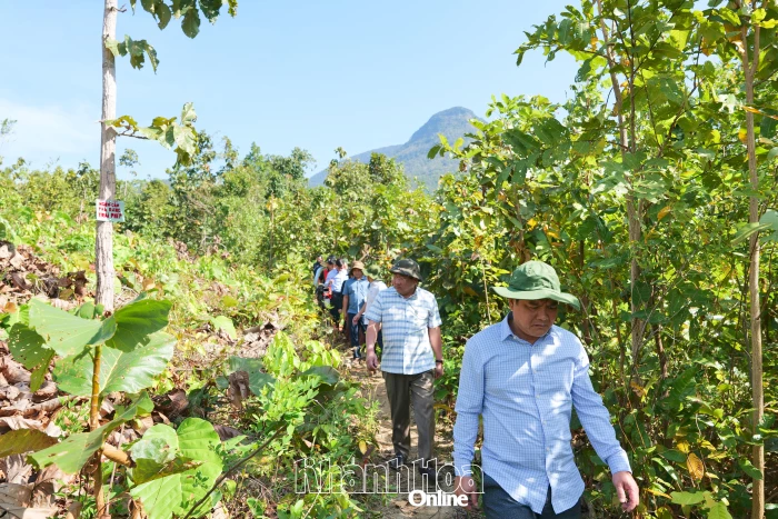 Lãnh đạo UBND tỉnh kiểm tra công tác quản lý, bảo vệ rừng
