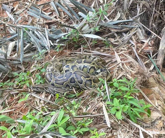 Hạt Kiểm lâm Cam Lâm – Cam Ranh thả về tự nhiên 1 cá thể trăn gấm nguy cấp, quý hiếm