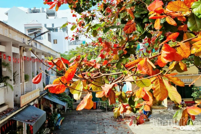 Nắng tháng Giêng