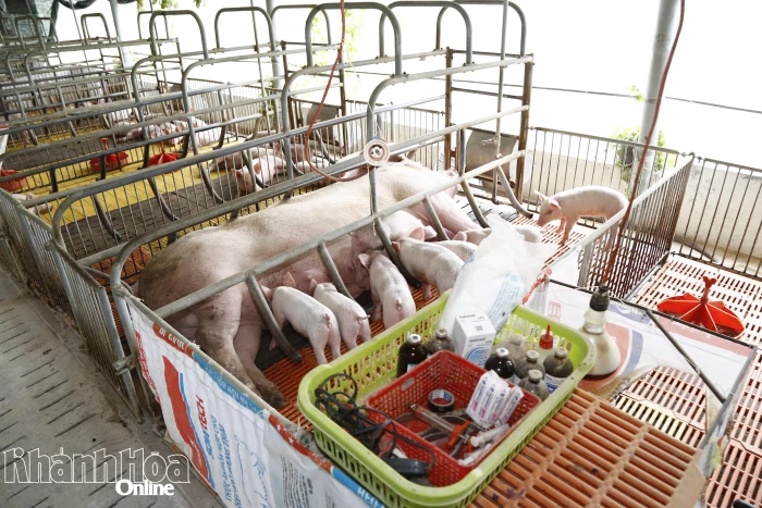 9 tỷ đồng triển khai kế hoạch phòng, chống dịch bệnh gia súc, gia cầm và động vật thủy sản