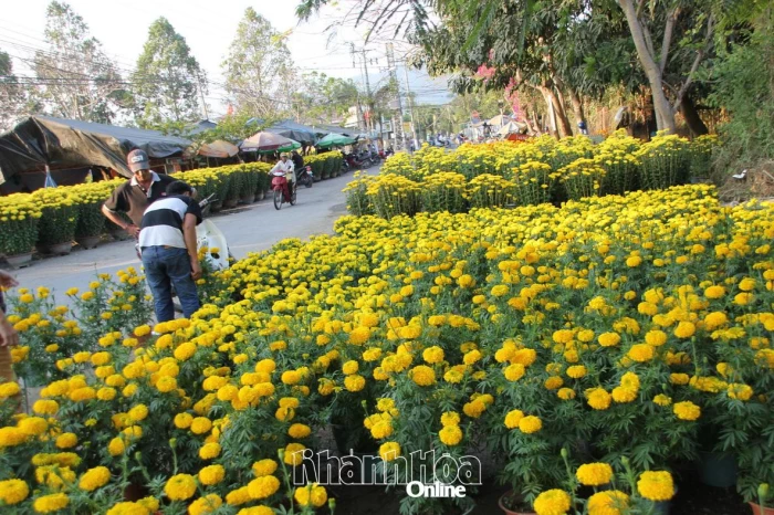 Con đường hoa báo hiệu Tết về