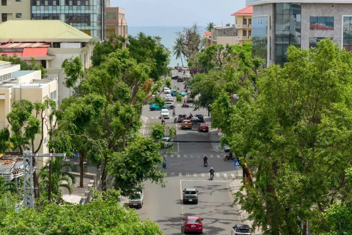 Hàng xà cừ vẫn xanh trong hoài niệm