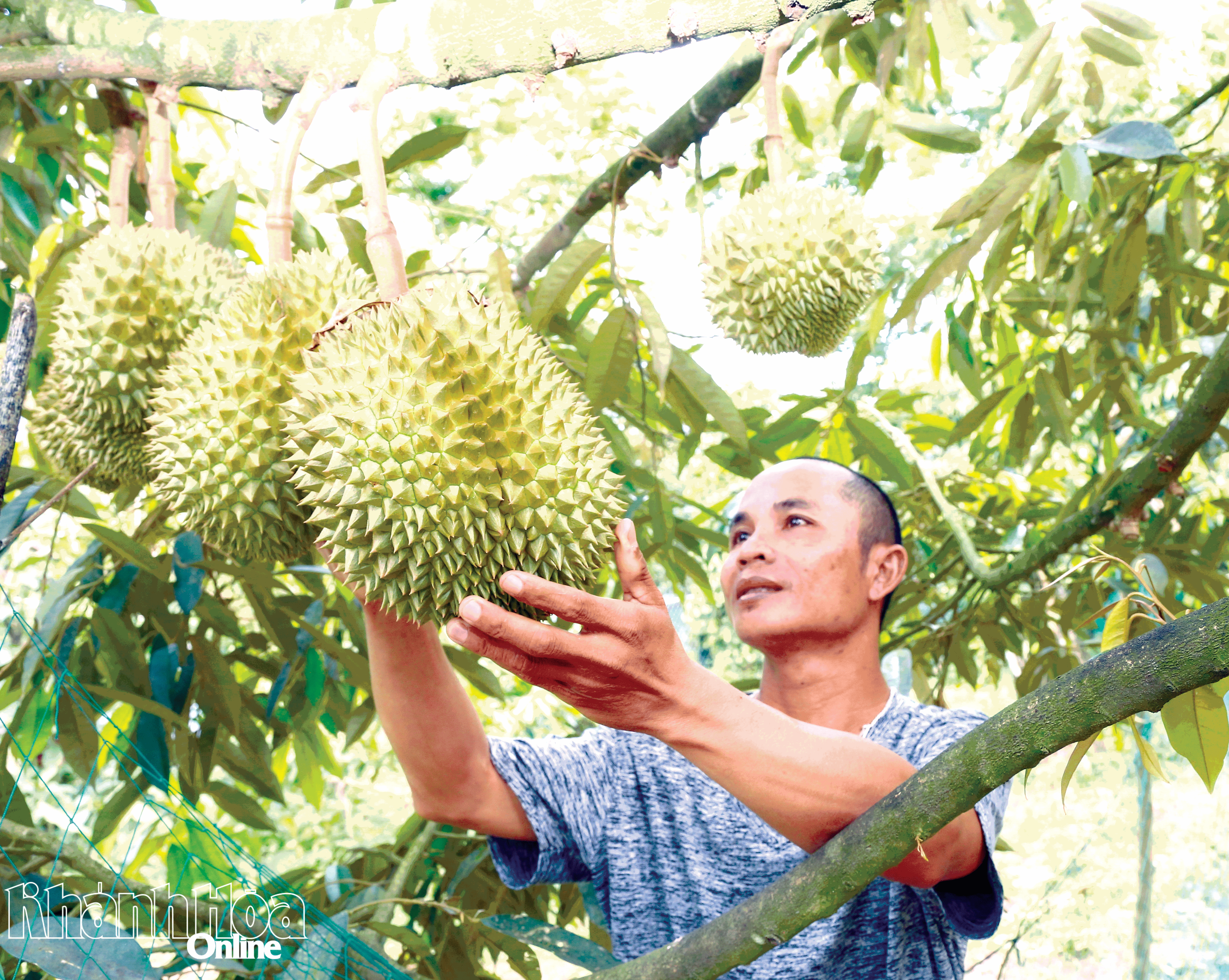 Từ giấc mơ Chapi đến hiện thực tươi đẹp