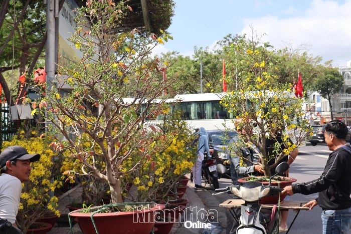 Hoa xuân xuống phố