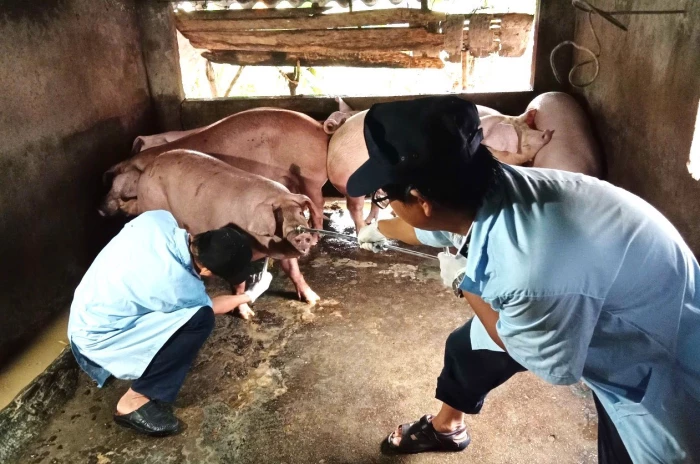 Xã Vạn Ninh triển khai công tác phòng, chống dịch bệnh trên đàn vật nuôi