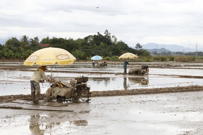 Toàn tỉnh Khánh Hòa có thêm 5 mã số vùng trồng