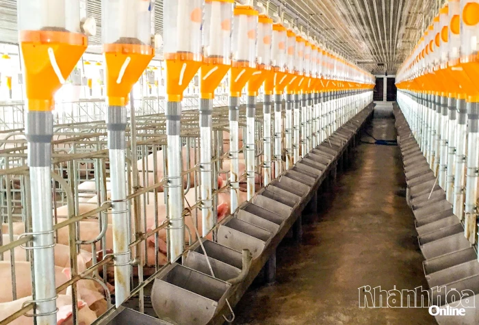 Rà soát, đề xuất vùng quy hoạch chăn nuôi tập trung