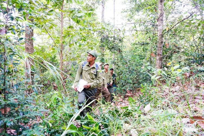 Nỗ lực thực hiện chỉ tiêu che phủ rừng