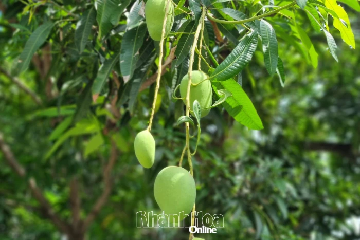 Có một mùa xoài trong ký ức