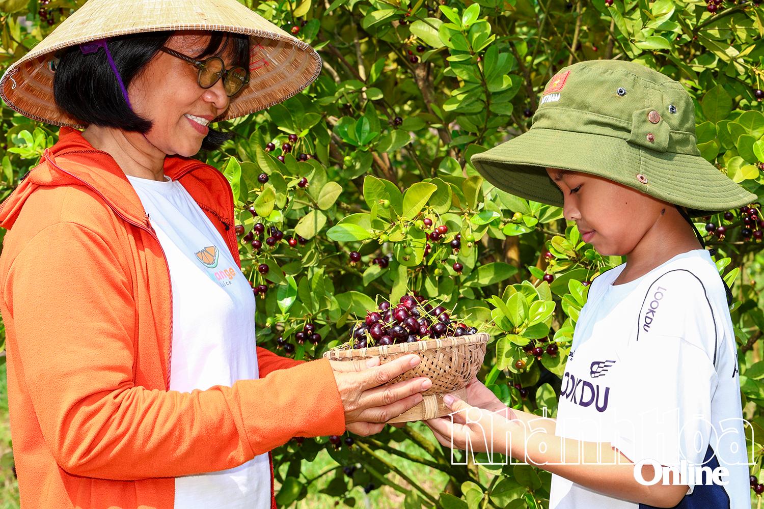 Độc lạ vườn cherry ở Khánh Vĩnh