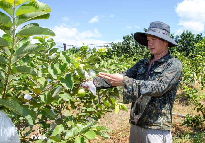 Giai đoạn 2026 - 2030, Khánh Hòa dự kiến chuyển đổi hơn 2.200ha cây trồng