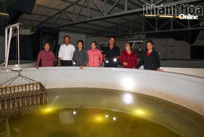 Nuôi cá chình hoa trong bể xi măng: Sinh kế mới cho nông dân