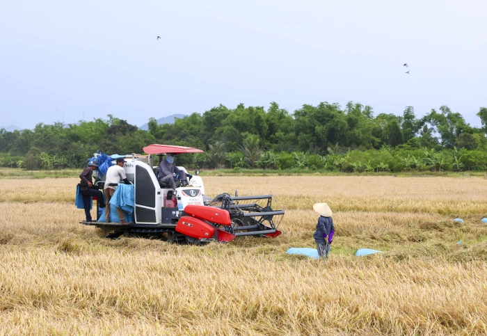Năng suất lúa vụ đông - xuân đạt cao