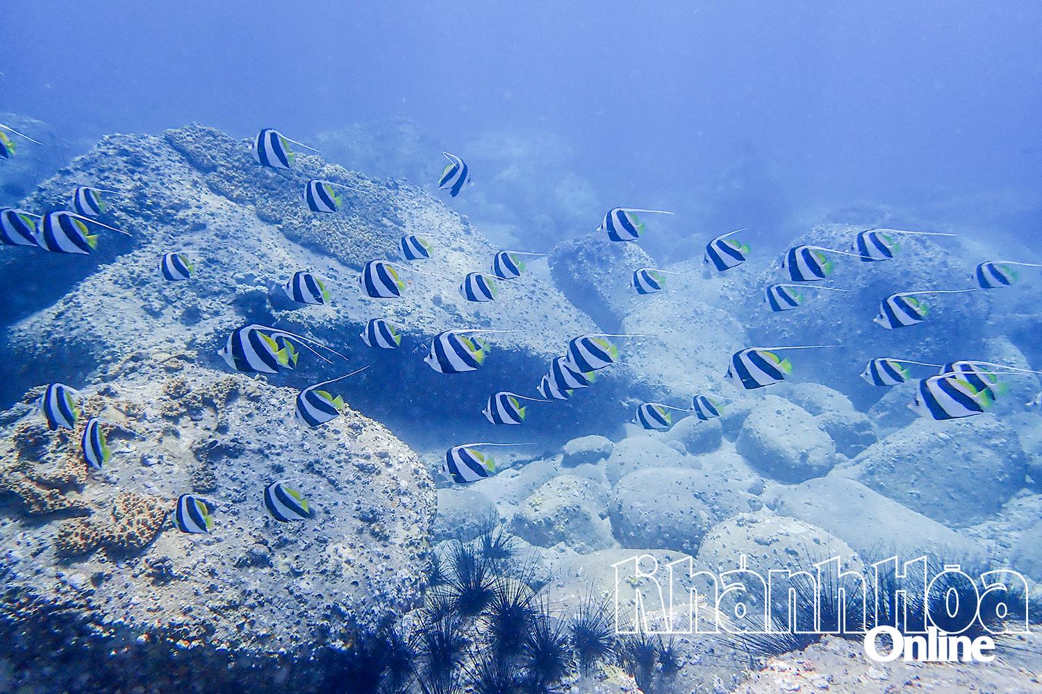 Tiềm năng phát triển tín chỉ carbon xanh từ biển