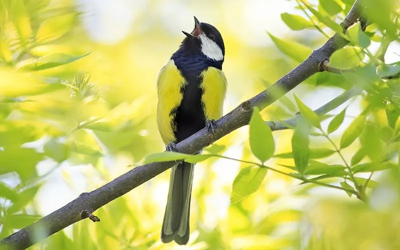 Tiếng chim hót giúp giảm trầm cảm, lo âu