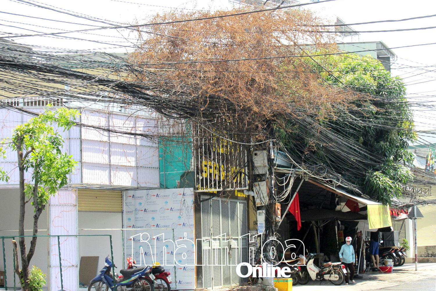 Lùm cây khô bao phủ cáp viễn thông