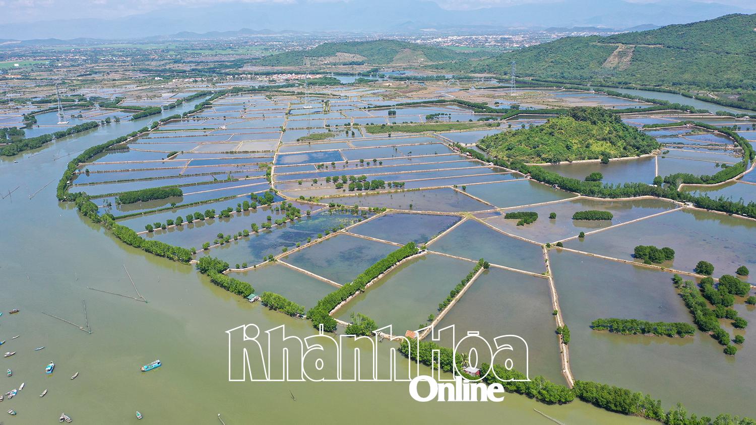 Hồi sinh rừng ngập mặn