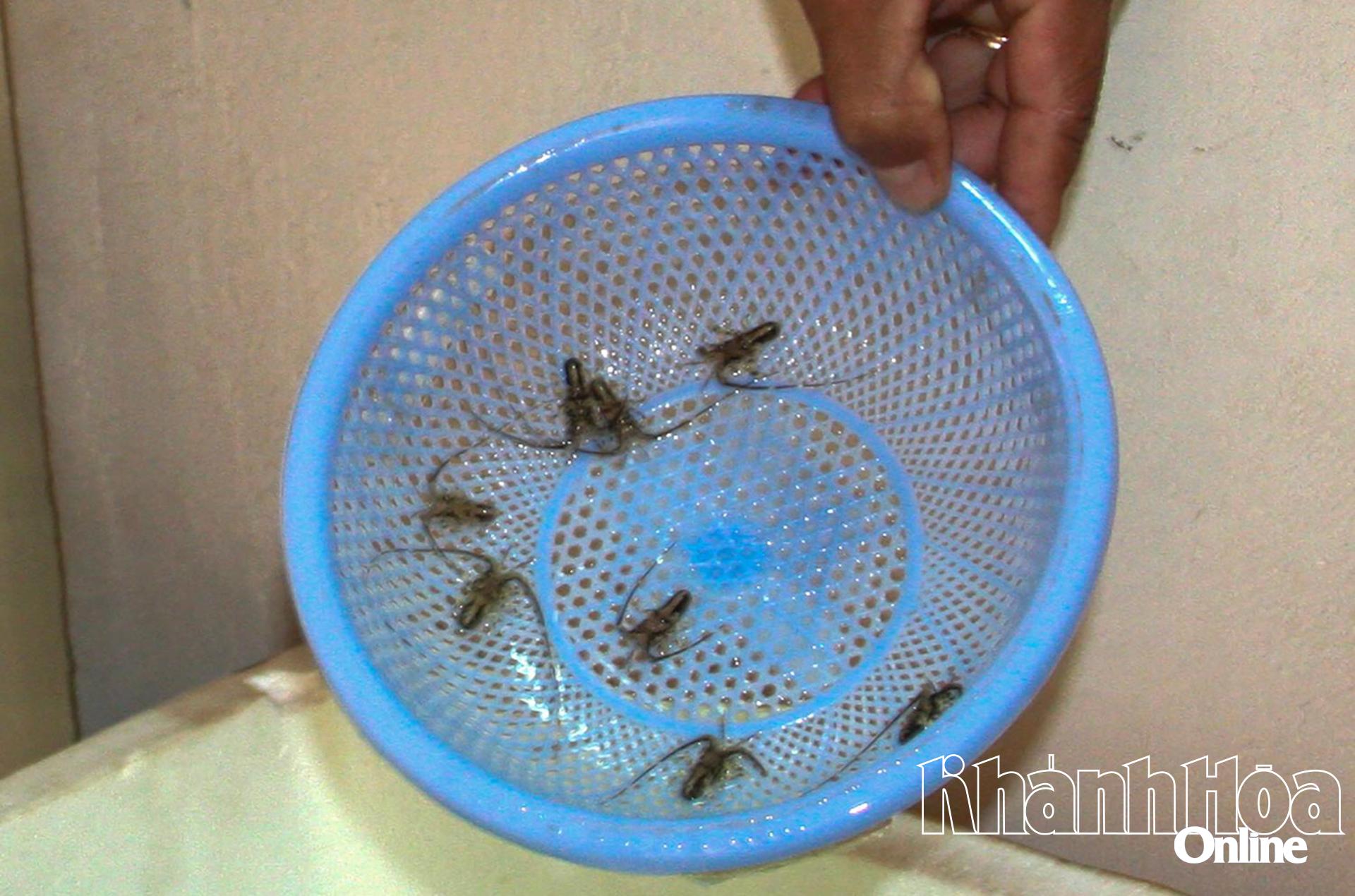 Tăng cường ngăn chặn nhập lậu, buôn bán, vận chuyển trái phép tôm hùm giống