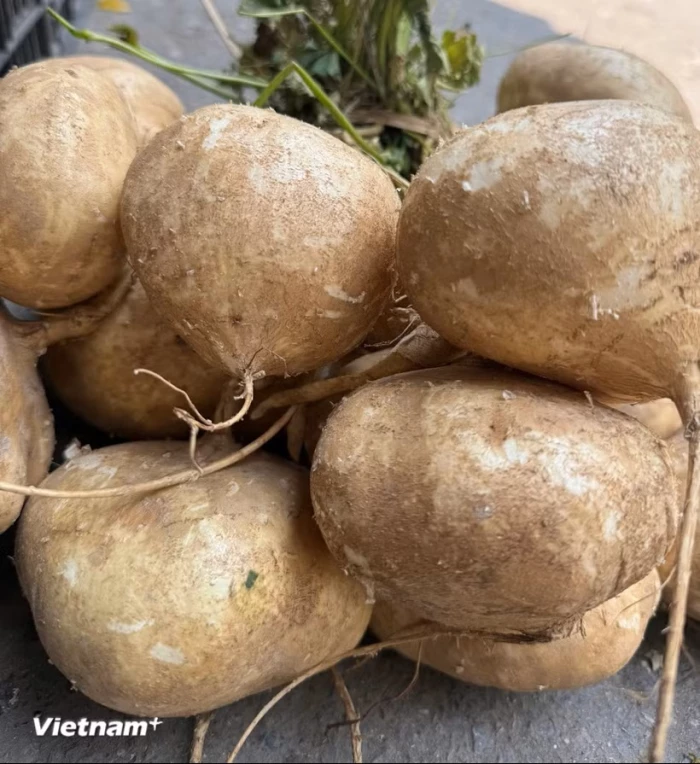 Lợi ích không ngờ của củ đậu