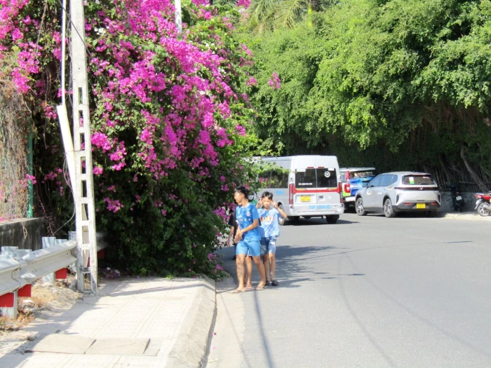 Hoa giấy bao phủ vỉa hè