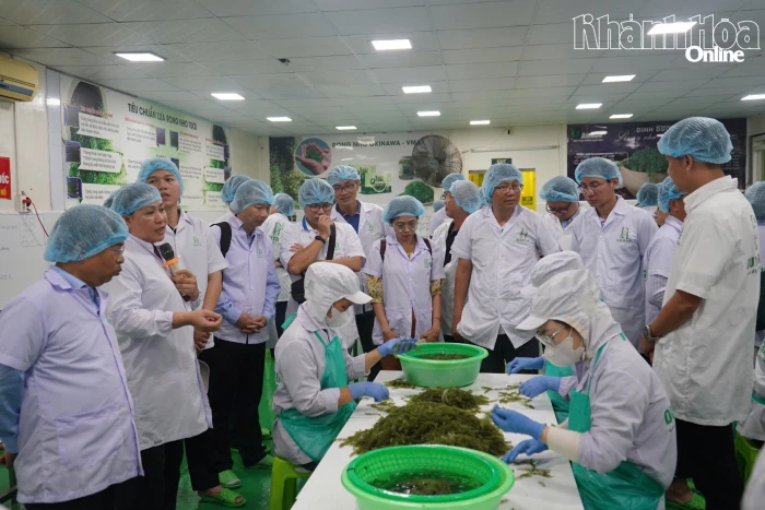 Đoàn khảo sát của Đại học Quốc gia TP. Hồ Chí Minh khảo sát mô hình sản xuất rong nho tại D&T Khánh Hòa