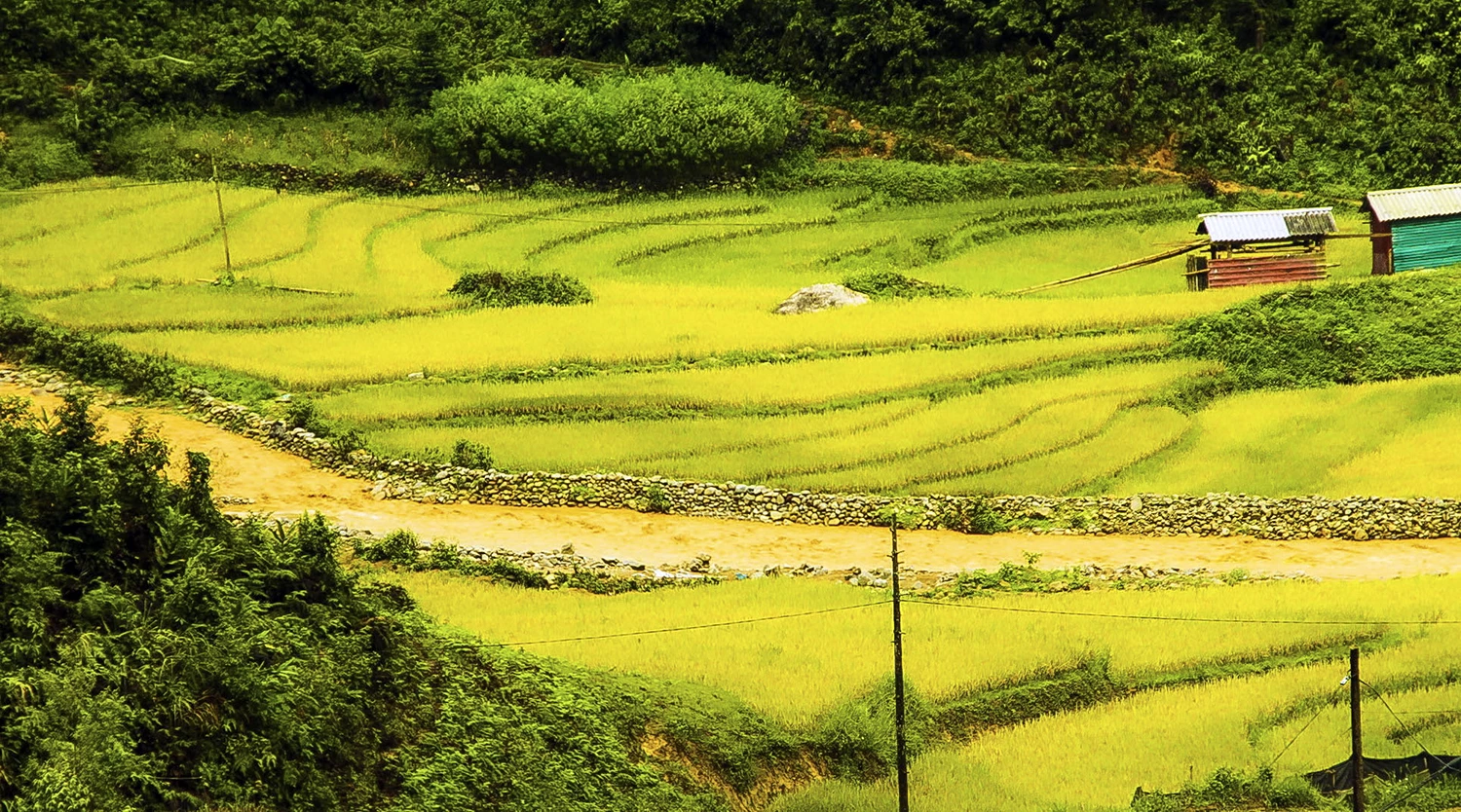 Những cánh đồng thơm mùi lúa chín
