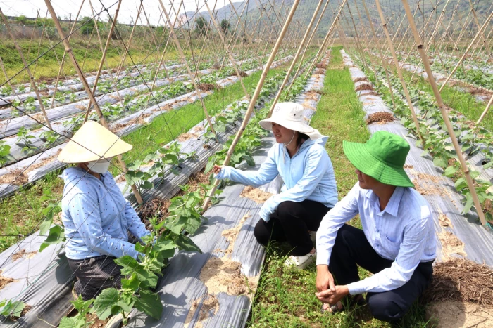 Nâng cao giá trị sản xuất trên những "vùng đất khó"
