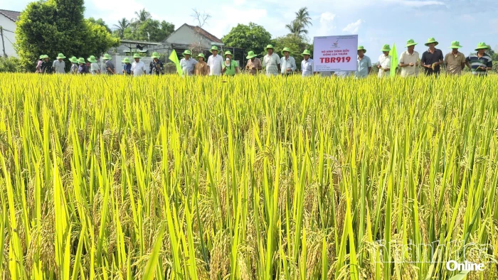 Xã Vạn Ninh tổ chức mô hình trình diễn giống lúa mới cho năng suất cao