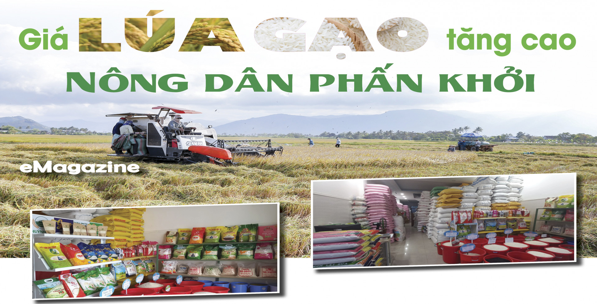 [E-Magazine] Giá lúa gạo tăng cao: Nông dân phấn khởi