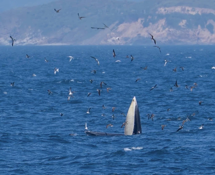 Ban Quản lý vịnh Nha Trang yêu cầu tổ chức, cá nhân phối hợp bảo vệ cá voi xuất hiện tại khu vực biển đảo Hòn Mun
