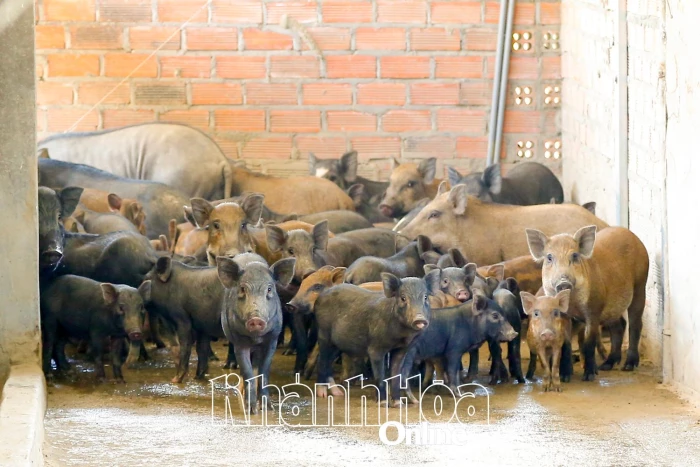 Tăng cường phòng, chống dịch bệnh trên đàn vật nuôi