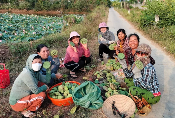 Trồng sen gây quỹ hỗ trợ phụ nữ, trẻ em