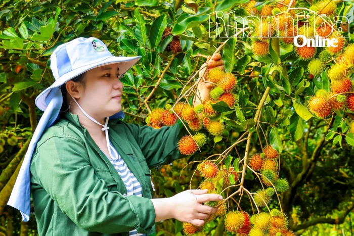 Xã Trung Khánh Vĩnh: Thêm lựa chọn với cây chôm chôm