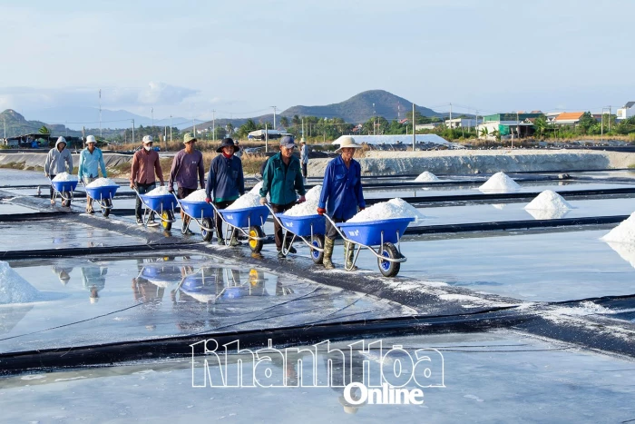 Hạt muối tình người