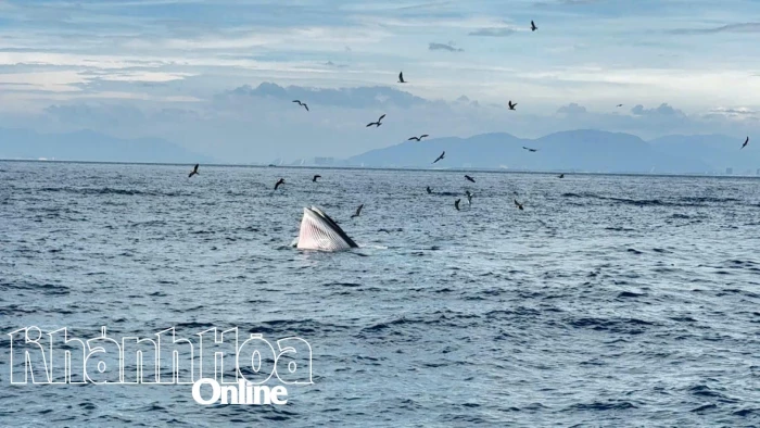 Cá voi tiếp tục xuất hiện ở vịnh Nha Trang