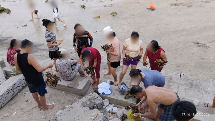 Truy tìm danh tính, mời làm việc nhóm người dân có dấu hiệu tác động đến san hô khu vực biển Hòn Chồng - Đặng Tất