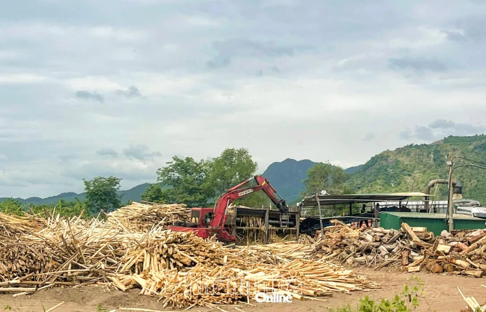 Chủ động thích ứng với quy định chống mất rừng